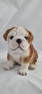 Welpe englische Bulldoge